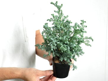 コニファー(ボールバード) 3号 苗ポット ブルーバード・寄せ植えや・お庭のシンボルツリーに クリスマスツリー・垣根・生垣・苗・苗木・鉢植え 観葉植物・ポイント消化・Boulevard・コニファ
