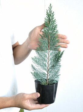 コニファー(コルムナリス) 3号 苗ポット 成長速度の速い植物・寄せ植えや columnaris・クリスマスツリー・垣根・生垣・苗・苗木・鉢植え ポイント消化・観葉植物・ポイント消化・ローソンヒノキ・ヒノキ・コルムナリスグラウカ