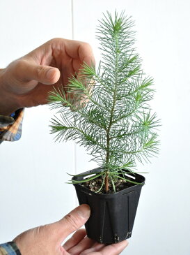 NEW!! ピナスピネア 3号 コニファー ピヌスピネア・ノエルツリー・イタリアンカサマツ・アンブレラパイン Pinus pinea・クリスマスツリー・垣根・生垣・苗・苗木・鉢植え ポイント消化・観葉植物・ポイント消化・マツ・松