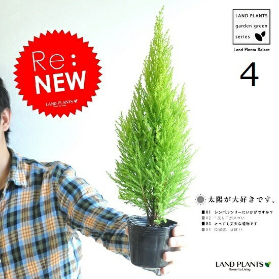 コニファー ゴールドクレスト　3号　（4本セット）　苗木　コニファー　成長速度の速い植物　寄せ植えや、お庭のシンボルツリーに！　ウィルマ　クリスマスツリー　クレスト　垣根　生垣　ポイント消化 観葉植物　敬老の日　ポイント消化　観葉植物