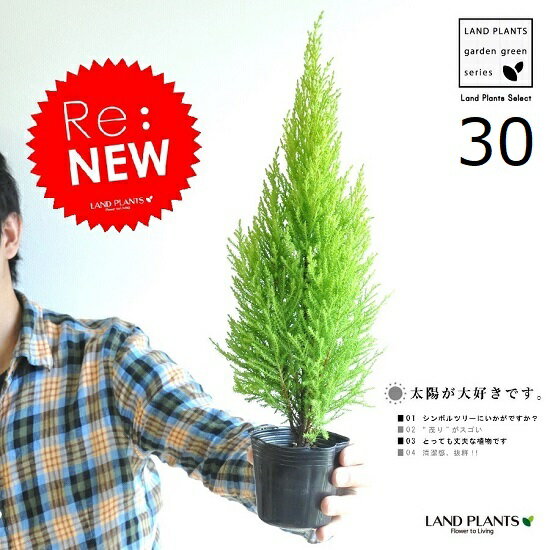 コニファー ゴールドクレスト　3号　（30本セット）　苗木　コニファー　成長速度の速い植物　寄せ植えや、お庭のシンボルツリーに！　ウィルマ　クリスマスツリー　クレスト　垣根　生垣　ポイント消化 観葉植物　敬老の日　ポイント消化　観葉植物