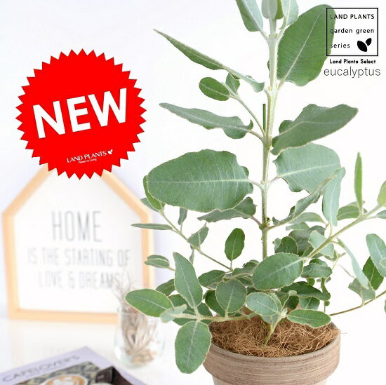 ユーカリ （プレウロカルパ) イタリアン テラコッタ チョコレート 陶器鉢 鉢植え 陶器 茶色 テラコッタ鉢 チョコ ブラウン ユーカリの木 ユーカリプタス テトラゴナシルバー フトモモ グニ コアラ ココヤシファイバー 観葉植物のサムネイル