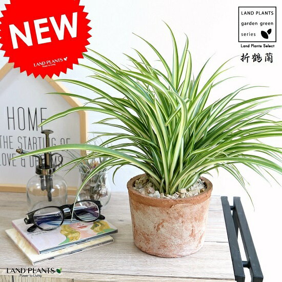楽天市場】オリヅルラン(花・観葉植物|花・ガーデン・DIY)の通販 楽天市場】オリヅルラン(花・観葉植物|花・ガーデン・DIY)の通販