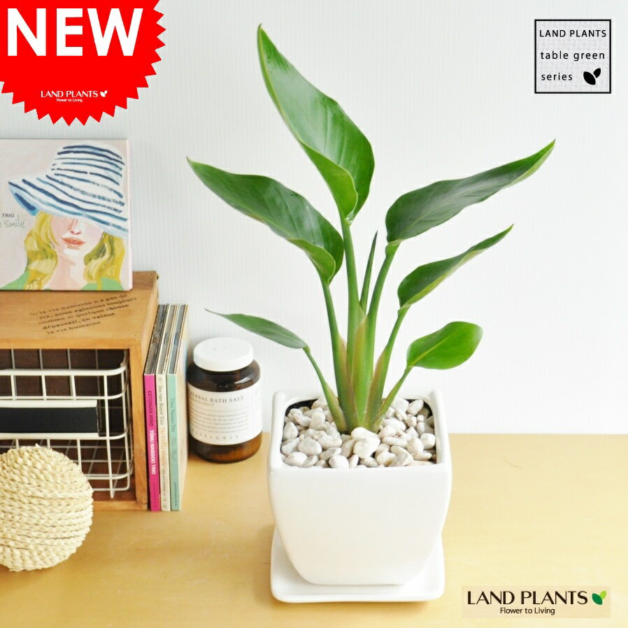 オーガスタ どっしりした (白色)台形 陶器鉢 ストレリチア・ニコライ ストレチア 天国の白い鳥 敬老の日 ポイント消化 観葉植物