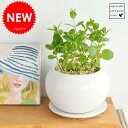 【ハーブ】 ミント 白色丸型陶器に植えたキッチングリーン 食用ハーブ ミント 敬老の日 ポイント消化 観葉植物