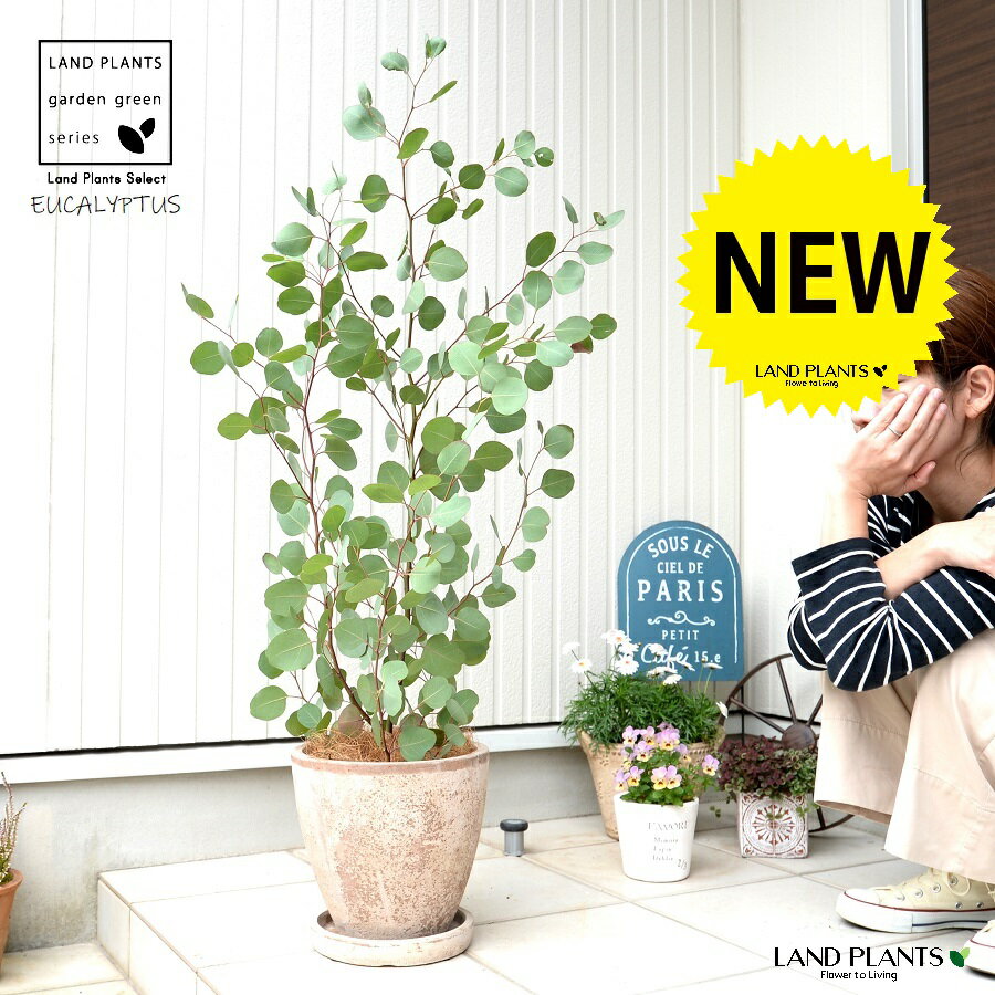 ユーカリ(ポポラス) 茶色 エッグ型 ラウンド テラコッタ鉢 【受皿・ココファイバー】