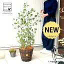 ユーカリ(ポポラス) 茶色 ウッドバレルプランター 木製 植木鉢 【ココファイバー】