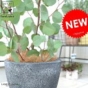 ユーカリ(ポポラス) 黒色 エッグ鉢 皿付 テラコッタ 鉢植え ポリアンセモス 丸葉 丸 ハートの葉 大型 素焼 鉢 苗 苗木 黒 ブラック 灰色 観葉植物