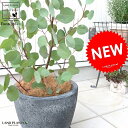 ユーカリ(ポポラス) 黒色 エッグ鉢 皿付 テラコッタ 鉢植え ポリアンセモス 丸葉 丸 ハートの葉 大型 素焼 鉢 苗 苗木 黒 ブラック 灰色 観葉植物