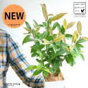 【お試し】 レモンマートル 4号 白色 プラスチック鉢 【ココファイバー】白 ホワイト シトラール レモンマートルの木 ハーブ ハーヴ メディカルハーブ 苗 苗...