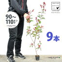 【お試し】 レッドロビン 3.5号 苗木 (9本) (高さ90〜110cm)苗 苗木 苗ポット セイヨウカナメ カナメモチ 生垣 垣根 目隠し 壁面緑化 グリー...