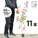 【お試し】 レッドロビン 3.5号 苗木 (11本) (高さ90〜110cm)苗 苗木 苗ポット セイヨウカナメ カナメモチ 生垣 垣根 目隠し 壁面緑化 グリ...