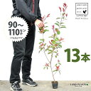 【お試し】 レッドロビン 3.5号 苗木 (13本) (高さ90〜110cm)苗 苗木 苗ポット セイヨウカナメ カナメモチ 生垣 垣根 目隠し 壁面緑化 グリ...
