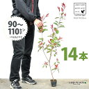 【お試し】 レッドロビン 3.5号 苗木 (14本) (高さ90〜110cm)苗 苗木 苗ポット セイヨウカナメ カナメモチ 生垣 垣根 目隠し 壁面緑化 グリ...