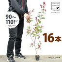 【お試し】 レッドロビン 3.5号 苗木 (16本) (高さ90〜110cm)苗 苗木 苗ポット セイヨウカナメ カナメモチ 生垣 垣根 目隠し 壁面緑化 グリ...