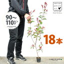 【お試し】 レッドロビン 3.5号 苗木 (18本) (高さ90〜110cm)苗 苗木 苗ポット セイヨウカナメ カナメモチ 生垣 垣根 目隠し 壁面緑化 グリ...