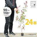 【お試し】 レッドロビン 3.5号 苗木 (24本) (高さ90〜110cm)苗 苗木 苗ポット セイヨウカナメ カナメモチ 生垣 垣根 目隠し 壁面緑化 グリ...