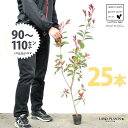 【お試し】 レッドロビン 3.5号 苗木 (25本) (高さ90〜110cm)苗 苗木 苗ポット セイヨウカナメ カナメモチ 生垣 垣根 目隠し 壁面緑化 グリ...