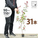 【お試し】 レッドロビン 3.5号 苗木 (31本) (高さ90〜110cm)苗 苗木 苗ポット セイヨウカナメ カナメモチ 生垣 垣根 目隠し 壁面緑化 グリ...
