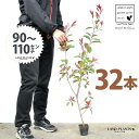 【お試し】 レッドロビン 3.5号 苗木 (32本) (高さ90〜110cm)苗 苗木 苗ポット セイヨウカナメ カナメモチ 生垣 垣根 目隠し 壁面緑化 グリ...
