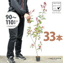【お試し】 レッドロビン 3.5号 苗木 (33本) (高さ90〜110cm)苗 苗木 苗ポット セイヨウカナメ カナメモチ 生垣 垣根 目隠し 壁面緑化 グリ...