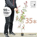 【お試し】 レッドロビン 3.5号 苗木 (35本) (高さ90〜110cm)苗 苗木 苗ポット セイヨウカナメ カナメモチ 生垣 垣根 目隠し 壁面緑化 グリ...