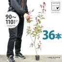 【お試し】 レッドロビン 3.5号 苗木 (36本) (高さ90〜110cm)苗 苗木 苗ポット セイヨウカナメ カナメモチ 生垣 垣根 目隠し 壁面緑化 グリ...