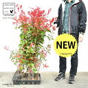 【ケース販売】 レッドロビン 3.5号 苗木 (20本) (高さ90〜110cm)苗 苗木 苗ポット セイヨウカナメ カナメモチ 生垣 垣根 目隠し 壁面緑化 ...