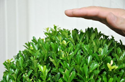 目隠しになるおしゃれな庭木15選 植木や生垣にピッタリの常緑樹をご紹介 暮らし の 目隠しになるおしゃれな庭木15選 植木や生垣にピッタリの常緑樹をご紹介 暮らし の