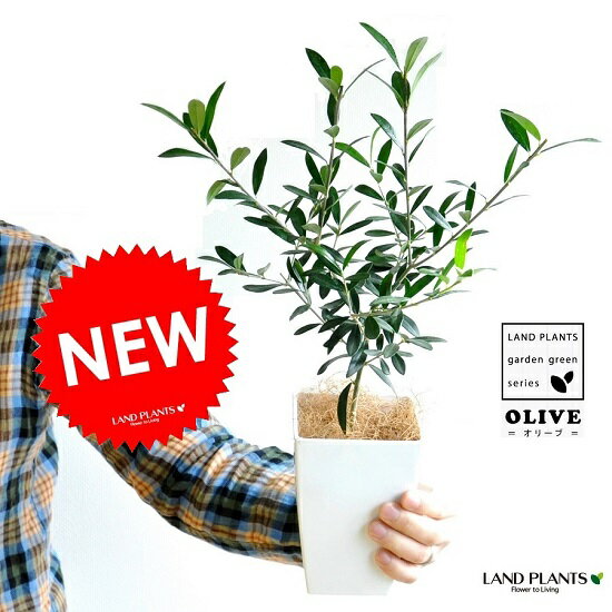 【お試し】 オリーブ 4号 白色 プラスチック鉢 【ココファイバー】 オリーブ苗 苗木 苗 鉢植え 鉢 観葉植物・植物　…