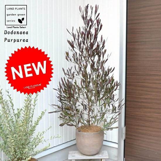 楽天市場 ドドナエア プルプレア デザインの良い テラコッタ鉢 鉢植え プルプレア ポップブッシュ 苗 苗木 ムクロジ 紅葉 カラーリーフ パープレア ニュージーランド ヴィスコサ ハウチワノキ 寄せ植 Land Plants 楽天市場店