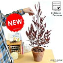 ドドナエア（プルプレア） 茶色 モスポット トール ラウンド型 鉢植え ポップブッシュ MOSS POT 苗 モスポット 苗木 ムクロジ 紅葉 カラーリーフ パープレア ニュージーランド 敬老の日 ポイント消化 観葉植物