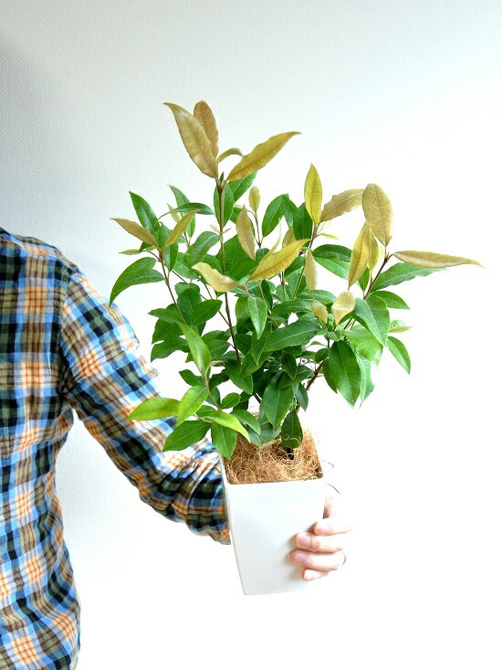 【お試し】 レモンマートル 4号 白色 プラスチック鉢 シトラール　鉢植えレモンマートルの木　苗　苗木　レモンマートルハーブティー　レモンハーブ　寄せ植　バルコニスト　敬老の日　ポイント消化　観葉植物