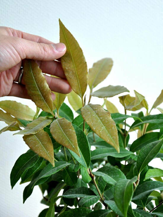 楽天市場 レモンマートル 茶色 モスポット シリンダー型 テラコッタ シトラール 鉢植えレモンマートルの木 Moss Pot 苗 苗木 レモンマートル ハーブティー レモンハーブ 寄せ植 バルコニスト 敬老の日 ポイント消化 観葉植物 Land Plants 楽天市場店 楽天市場 レモンマートル 茶色 モスポット シリンダー型 テラコッタ シトラール 鉢植えレモンマートルの木 Moss Pot 苗 苗木 レモンマートル ハーブティー レモンハーブ 寄せ植 バルコニスト 敬老の日 ポイント消化 観葉植物 Land Plants 楽天市場店