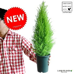 https://thumbnail.image.rakuten.co.jp/@0_mall/land-plants/cabinet/03990639/imgrc0091684792.jpg