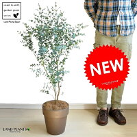 NEW!!　ユーカリ　チョコレートテラコッタの　鉢植え　ユーカリの木　ユーカリプタス　フトモモ　【バルコニスト 推奨item】　チョコ　敬老の日　ポイント消化　観葉植物