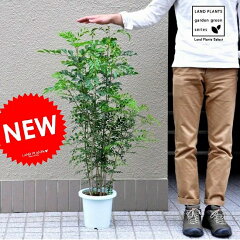 https://thumbnail.image.rakuten.co.jp/@0_mall/land-plants/cabinet/03990639/imgrc0092270560.jpg