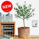 オリーブ (トピアリー) 茶色 モスポット シリンダー型 テラコッタ鉢 1鉢 【バークチップ】 オリーブの木 オリーブの樹 結婚式で両親へのプレゼント 結婚式の...