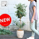 【 ガーデンツリー 】【果樹】H120cm フェイジョア アンティークブラウン鉢に植えた アナナスガヤバ Garden green series トライアンフ ...