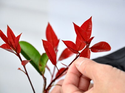 レッドロビンの育て方 剪定や手入れの方法 生垣の作り方もご紹介 暮らし の レッドロビンの育て方 剪定や手入れの方法 生垣の作り方もご紹介 暮らし の