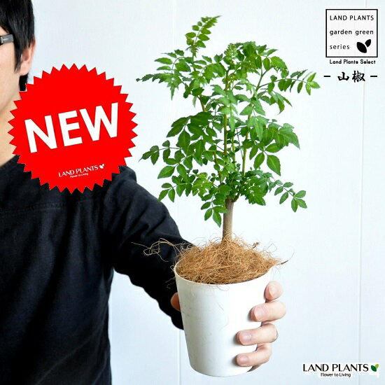 楽天市場 お試し 山椒 サンショウ 4号 白色 プラスチック鉢 サンショウ苗 山椒の木 木の芽 ハジカミ 葉サンショウ 葉山椒 朝倉山椒 苗木 バルコニスト 香辛料 蝶々のエサ チョウチョ 観葉植物 Land Plants 楽天市場店