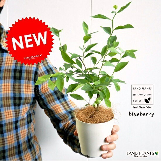 【お試し】 ブルーベリー（品種：おまかせ） 4号 白色 プラスチック鉢 鉢植え　苗木　敬老の日　ポイント消化　観葉…