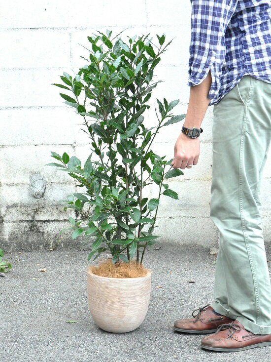 【楽天市場】月桂樹（ゲッケイジュ） デザインの良いテラコッタに植えた ローリエ ゲッケイジュ ローリエの木 ベイリーフ ローレル ロリエ
