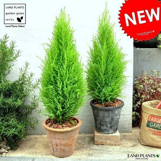 【2鉢セット】 ゴールドクレスト（茶色×灰色）モスポット トール ラウンド型 コニファー　鉢植え　MOSS POT　コニファウィルマ　クリスマスツリー　クレスト　ウイルマ　テラコッタ 素焼 陶器 ブラウン オレンジ 茶 黒 灰 グレー ブラック