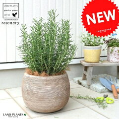 https://thumbnail.image.rakuten.co.jp/@0_mall/land-plants/cabinet/03990639/imgrc0096341650.jpg