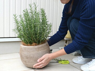 ローズマリー ぽってり可愛い テラコッタ ラウンド型 横縞 立性 鉢植え 苗 苗木 ローズマリ ハーブ ハーヴ 素焼 陶器 茶 こげ茶 ブラウン ベージュ ココヤシファイバー