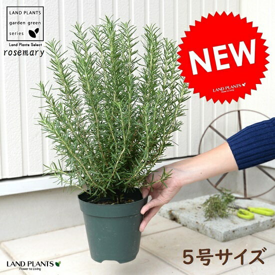 楽天市場 ローズマリー 5号 苗ポット 鉢植え ハーブ 立性 苗 苗木 ローズマリ Land Plants 楽天市場店