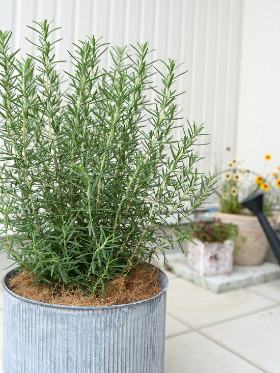 こだわりの土で植え込んでいます。