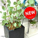 丸葉 ユーカリ (ポポラス) 軽量 ファイバー キューブ ポット 黒色 鉢植え 大型 ポリアンセモス シラカネ ユーカリプタス FIBER CLAY(ファイバー...
