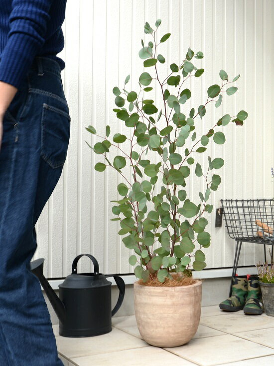 ユーカリ ポポラス 西宮 園芸店 デザインの良い テラコッタ 鉢植え 大型 テラコッタ ポリアンセモス フトモモ 素焼 モンステラ 鉢 苗 苗木 茶 茶色 ベージュ 観葉植物 丸 ハートの葉 Land Plants 店大人気のヨコスジ模様 素焼鉢 丸葉ユーカリ オーストラリア